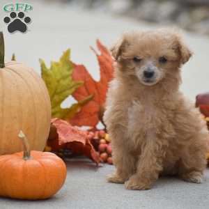 Tessa, Toy Poodle Puppy