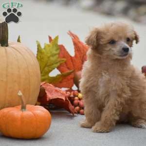 Tessa, Toy Poodle Puppy