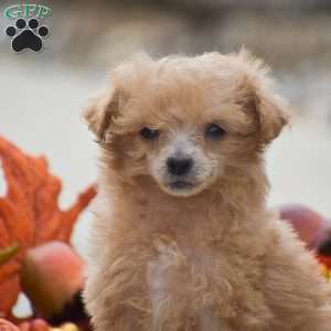 Tessa, Toy Poodle Puppy