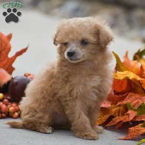 Tessa, Toy Poodle Puppy