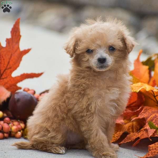 Tessa, Toy Poodle Puppy