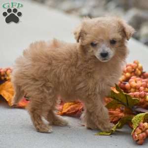 Tessa, Toy Poodle Puppy