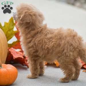 Tessa, Toy Poodle Puppy