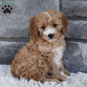 Bentley, Cavapoo Puppy