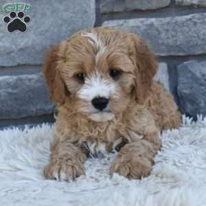 Bentley, Cavapoo Puppy