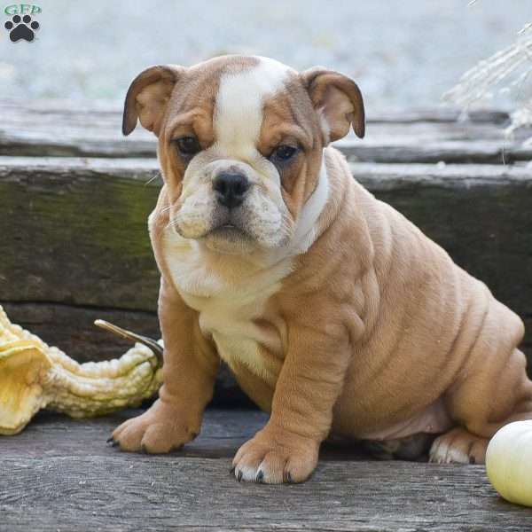 Blossom, English Bulldog Puppy