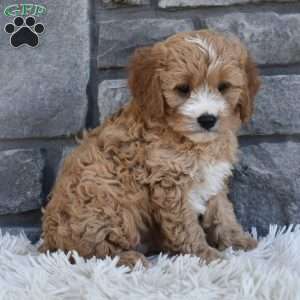 Bentley, Cavapoo Puppy