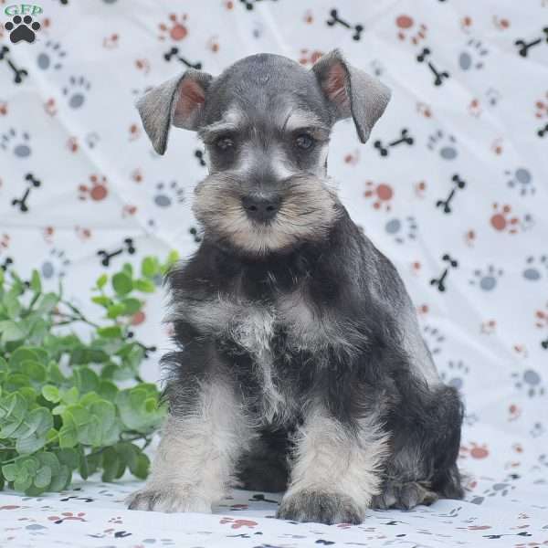 Marcus, Miniature Schnauzer Puppy