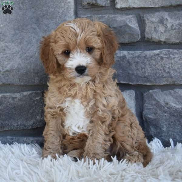 Bentley, Cavapoo Puppy