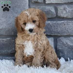 Bentley, Cavapoo Puppy