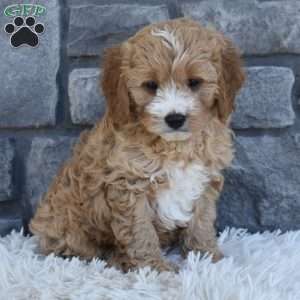 Bentley, Cavapoo Puppy