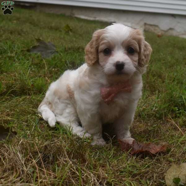 Charity, Cavachon Puppy