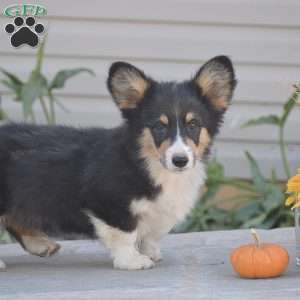 Clyde, Pembroke Welsh Corgi Puppy