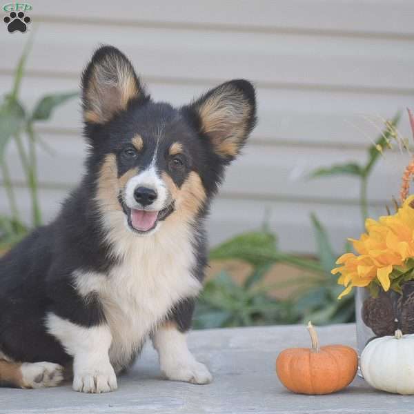 Clyde, Pembroke Welsh Corgi Puppy