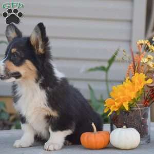 Clyde, Pembroke Welsh Corgi Puppy