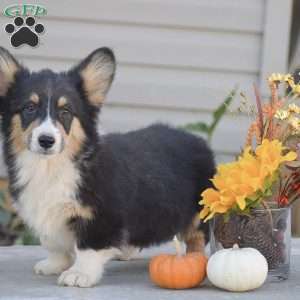 Clyde, Pembroke Welsh Corgi Puppy