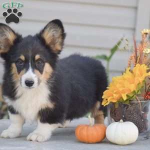 Clyde, Pembroke Welsh Corgi Puppy