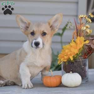 Callie, Pembroke Welsh Corgi Puppy