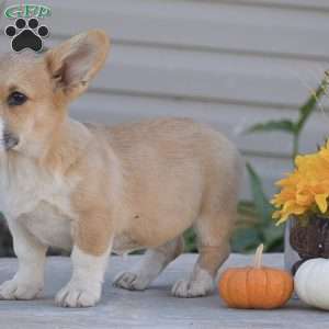 Callie, Pembroke Welsh Corgi Puppy