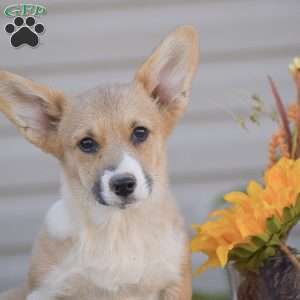 Callie, Pembroke Welsh Corgi Puppy