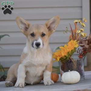 Callie, Pembroke Welsh Corgi Puppy