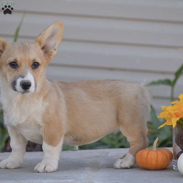 Callie, Pembroke Welsh Corgi Puppy