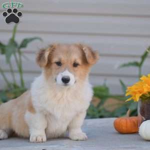 Cooper, Pembroke Welsh Corgi Puppy