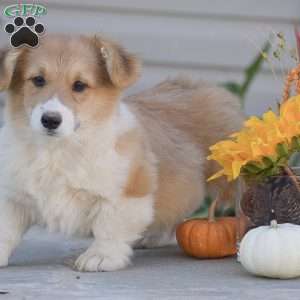 Cooper, Pembroke Welsh Corgi Puppy