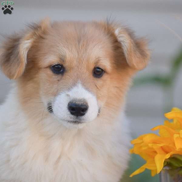 Cooper, Pembroke Welsh Corgi Puppy