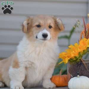 Cooper, Pembroke Welsh Corgi Puppy