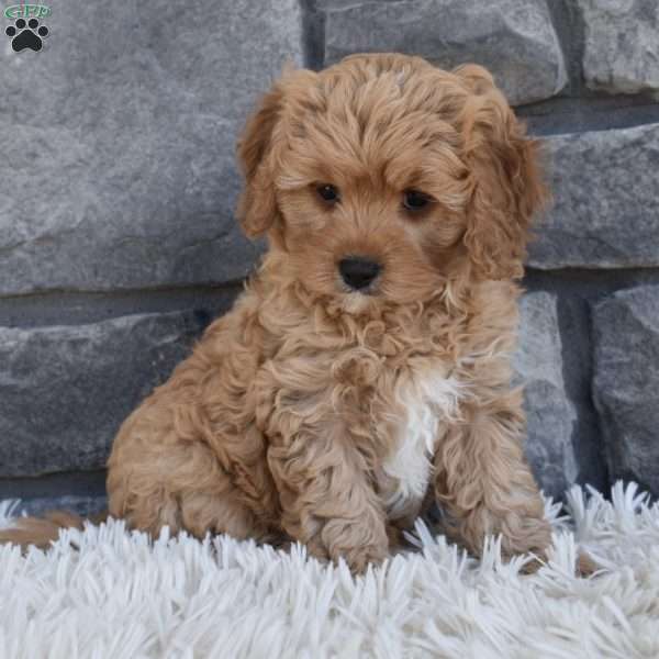 Bella, Cavapoo Puppy