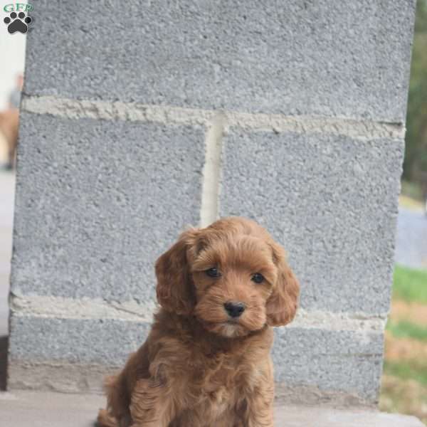 Sky, Cockapoo Puppy