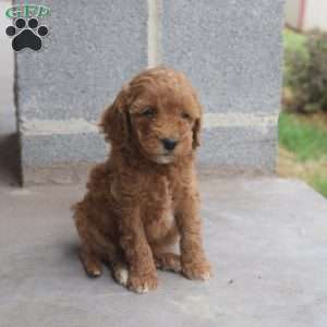 Raven, Cockapoo Puppy