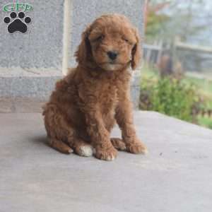 Raven, Cockapoo Puppy