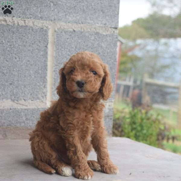 Raven, Cockapoo Puppy