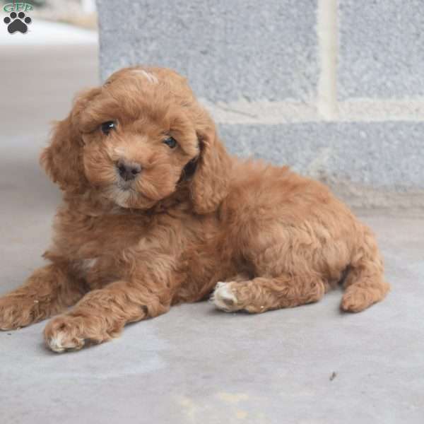 Sunshine, Cockapoo Puppy