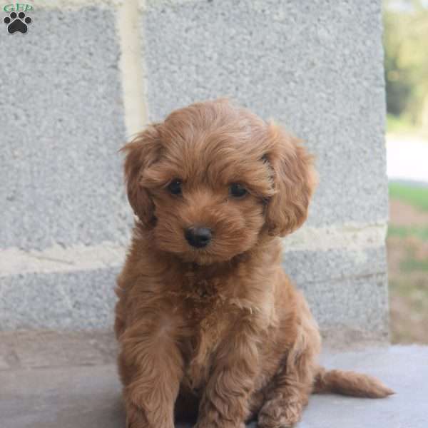 Ivy, Cockapoo Puppy