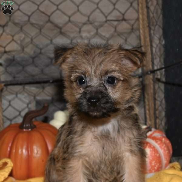 Quora, Cairn Terrier Puppy