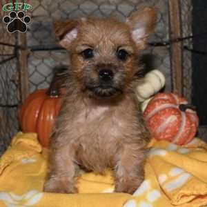 Quip, Cairn Terrier Puppy