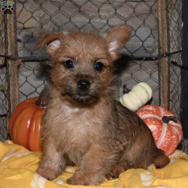 Quip, Cairn Terrier Puppy