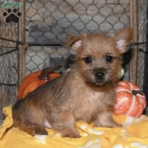 Quip, Cairn Terrier Puppy