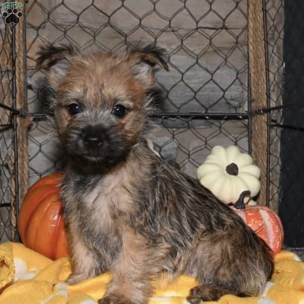 Quanto, Cairn Terrier Puppy