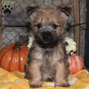 Quanto, Cairn Terrier Puppy