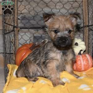 Quanto, Cairn Terrier Puppy