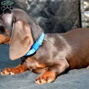 Sausage, Dachshund Puppy