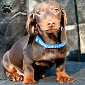 Sausage, Dachshund Puppy