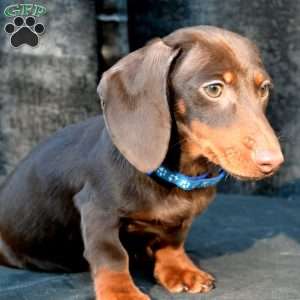 Sausage, Dachshund Puppy