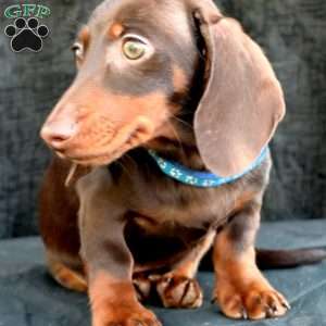 Sausage, Dachshund Puppy