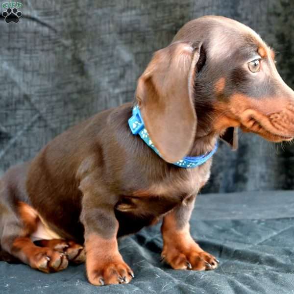 Sausage, Dachshund Puppy