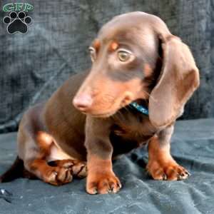 Sausage, Dachshund Puppy